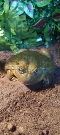 Image 2 of 2 years old african bullfrog
