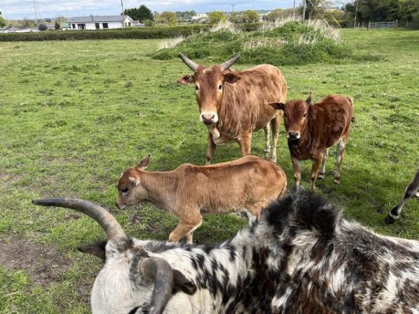 Image 3 of Zebu cattle calves available - 1 male, 1 female