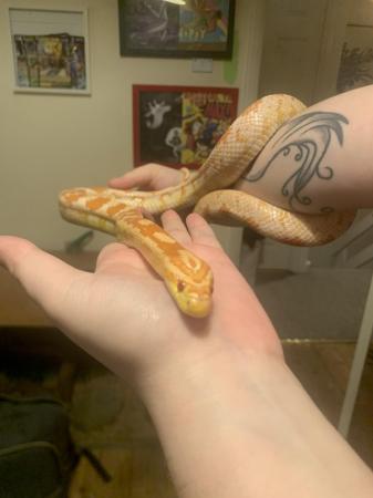 Image 4 of 7 year old Corn Snake with a heated tank