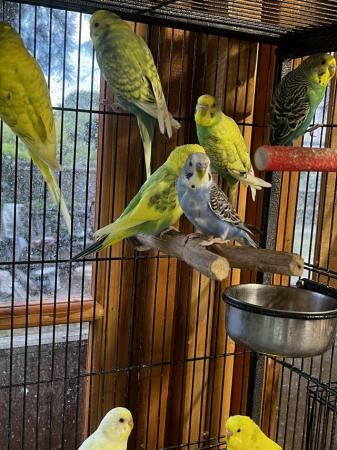 Image 8 of Breeding/baby budgies for sale