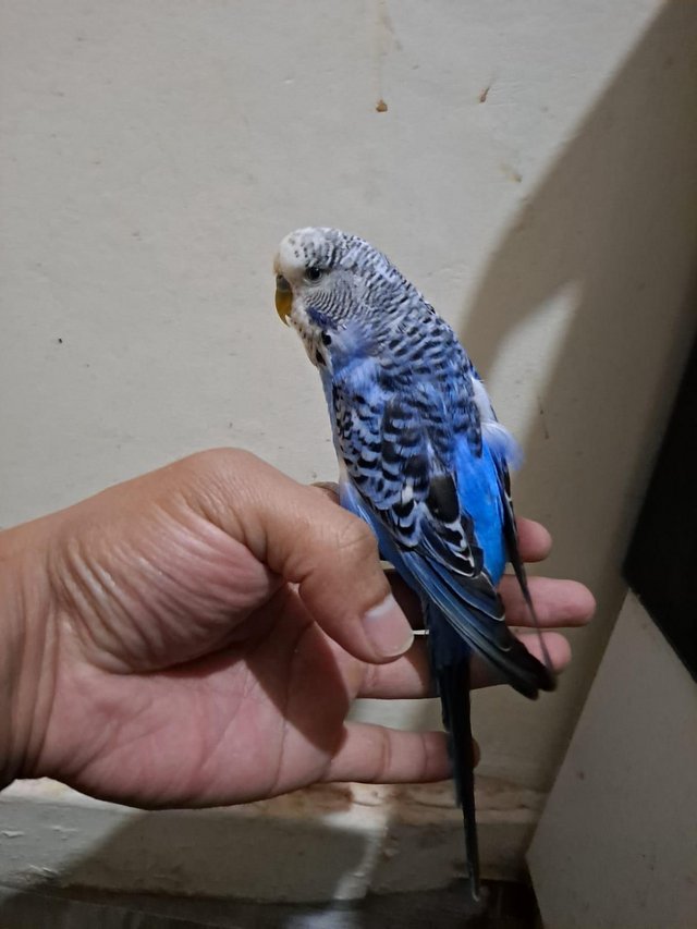 Preview of the first image of Hand tamed budgie for sale.