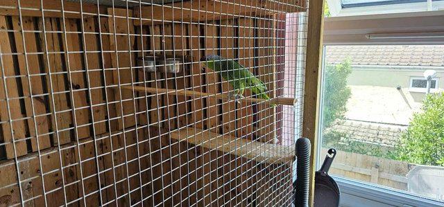 Image 2 of Male & Female Lilac Crowned Amazon Parrots For Sale