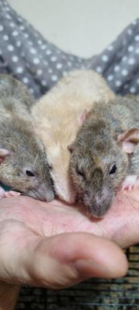 Image 3 of 100% tame baby rats. Guaranteed!!
