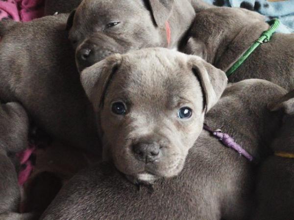 Image 12 of beautiful champion blue Staffordshire bull terrier puppies