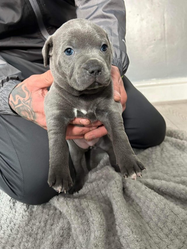 Preview of the first image of Beautiful Blue Staffordshire Bull Bitches for sale.