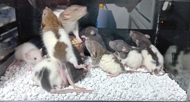 Image 25 of Baby Dumbo and Straight eared Rats