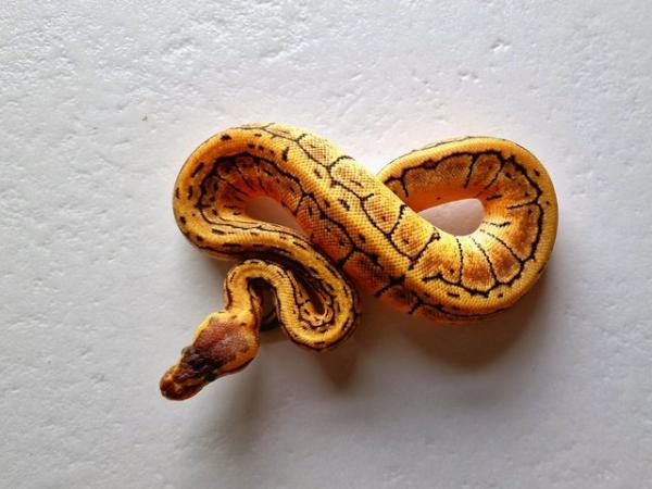 Image 7 of Hatchling royal pythons for sale