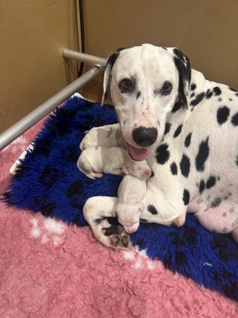 Image 2 of LEMON SPOTTED DALMATIAN BOY PUPS! READY NOW !