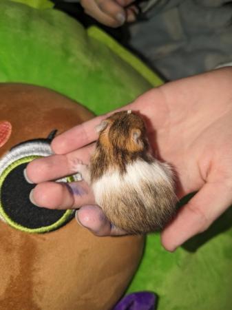 Image 6 of Baby Syrian hamsters for sale