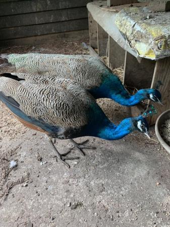Image 1 of Indian Blue Peacocks Available , 4yrs , 1 yr