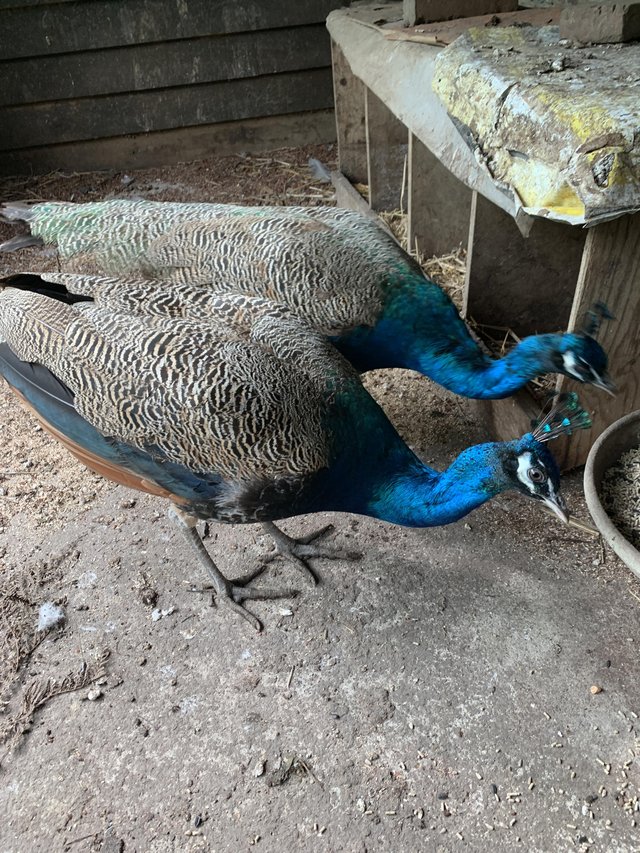 Preview of the first image of Indian Blue Peacocks Available , 4yrs , 1 yr.