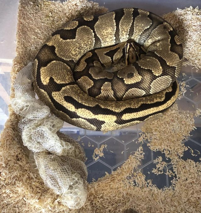 Preview of the first image of Enchi Fire Ball Python 2018 Female.