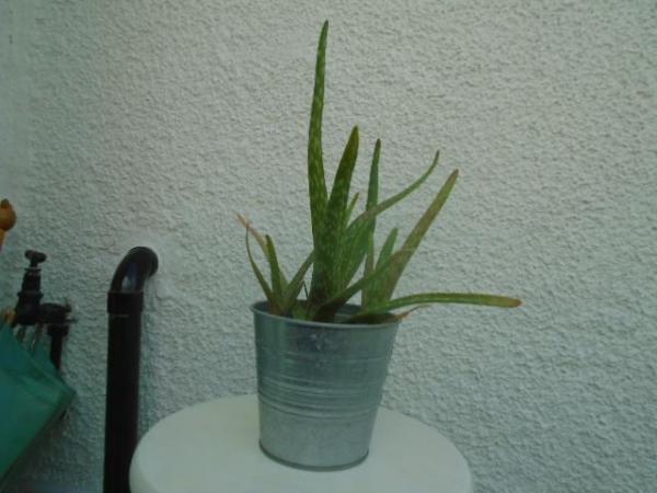 Image 2 of Aloe vera plant in a silvery metal pot