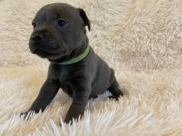 Image 8 of Champion blue Staffordshire bull terrier puppies