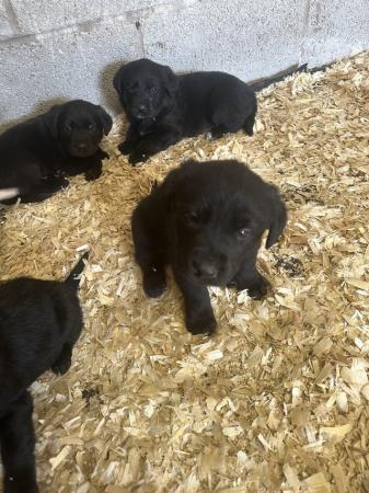 Image 5 of Labrador x Newfoundland puppies
