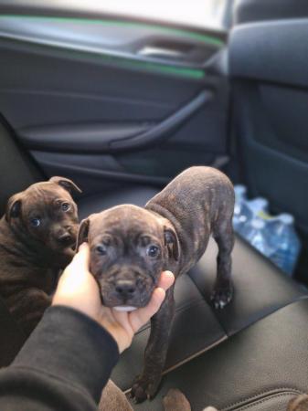 Image 12 of Gorgeous microchiped and vaccined pups staffie All SOLD