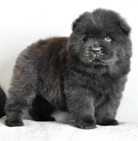 Image 6 of Chow chow puppies **READY TO GO**