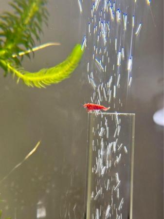 Image 2 of 10 X Red cherry shrimps High grade