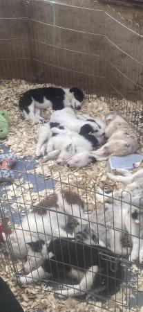 Image 14 of Beautiful Border collies puppies
