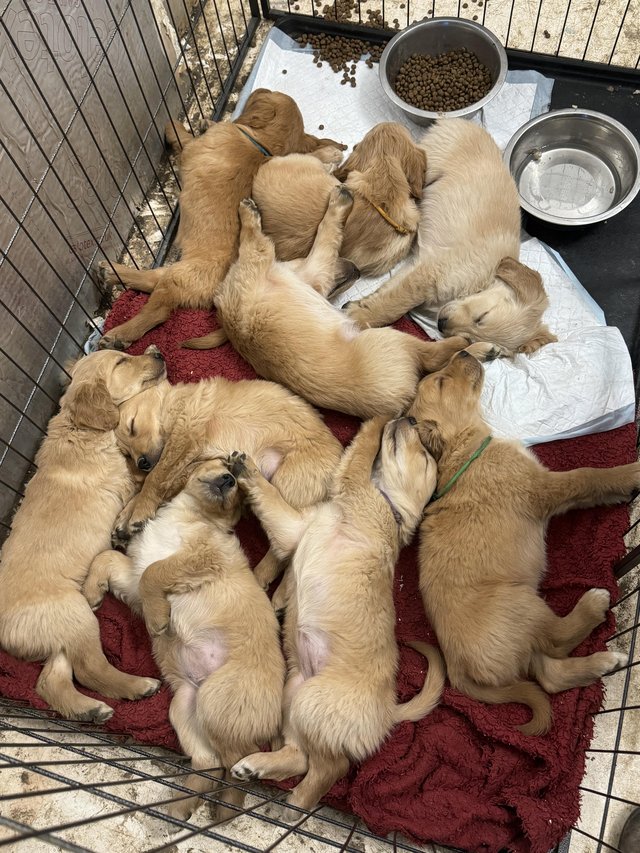 Preview of the first image of Golden Retriever pups available soon.