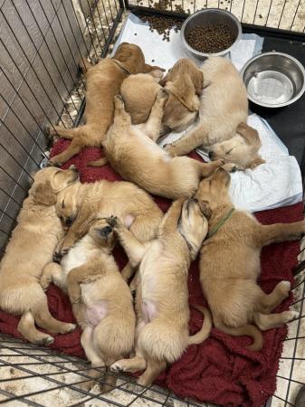 Image 1 of Golden Retriever pups available soon