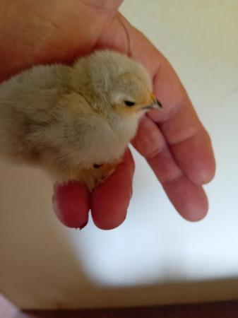 Image 2 of Lavenders and black pekin chicks hatched 11/5/24