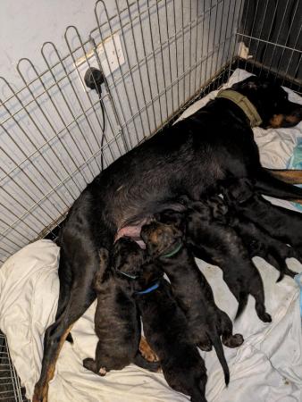 Image 10 of Bull Mastweiler puppies Microchipped and first jabs