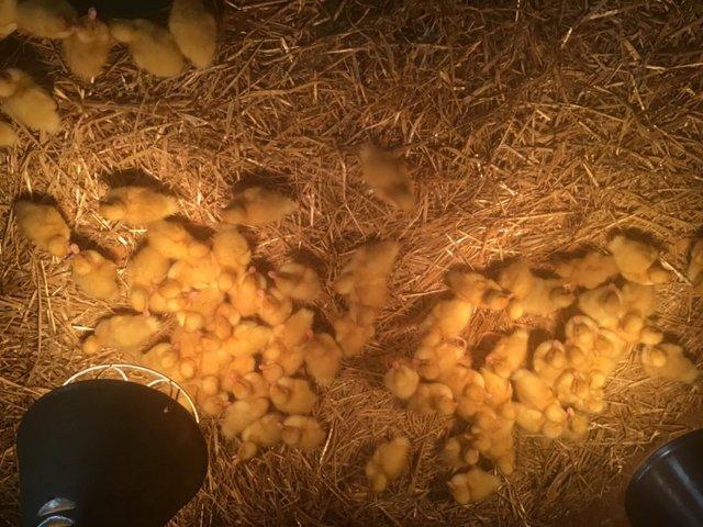 Preview of the first image of Happy healthy Pekin ducklings.