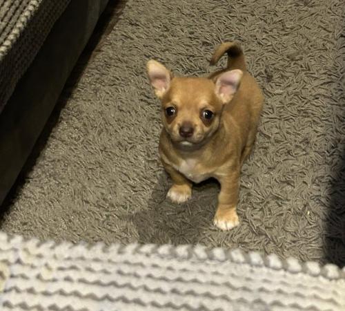 Image 9 of Beautiful Male Chihuahua pup