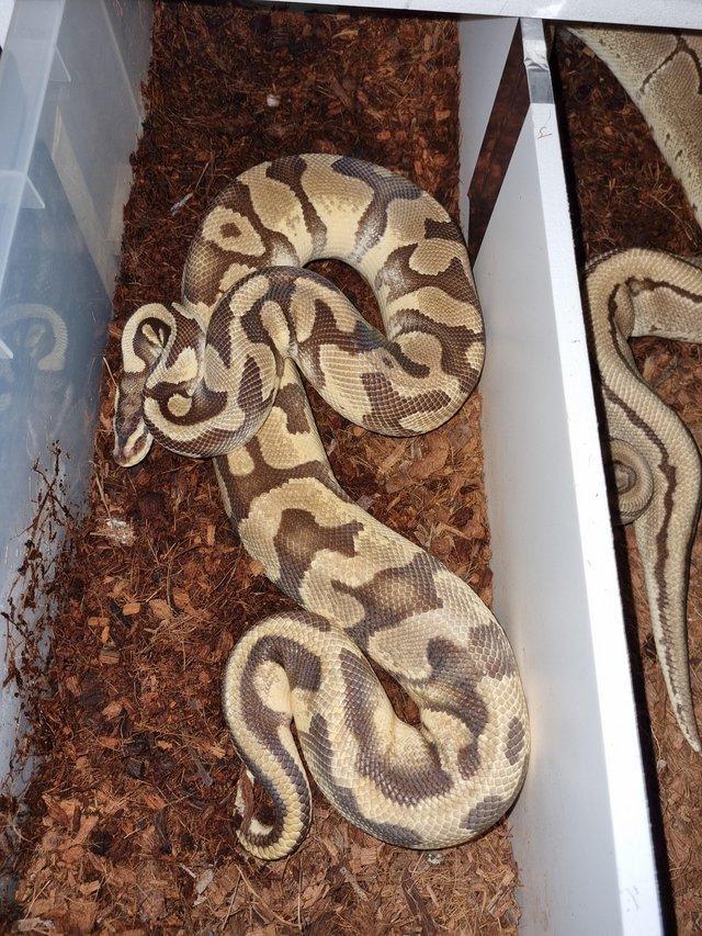 Preview of the first image of Cb17 enchi pastel 100% het pied/ghost male.