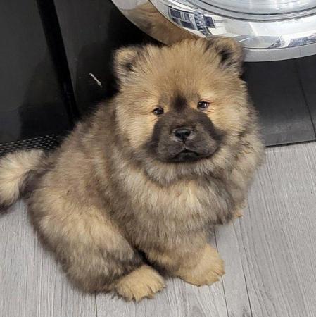 Image 11 of Ready now Kc Chowchow Puppies
