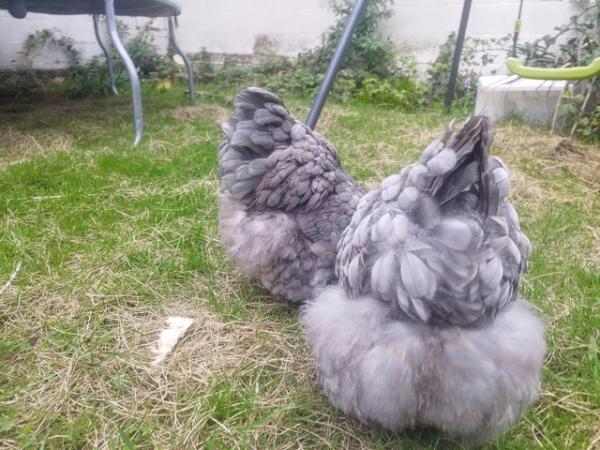 Image 4 of Egg Laying French Marans Hens