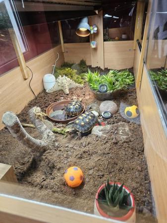 Image 2 of Captive breed 2022 red footed tortoise plus all accessories