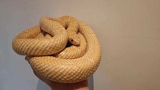 Image 5 of Various Kingsnakes (Florida, California, hybrids) and more