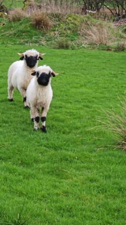 Image 1 of Valis Blacknose Ewe (7/8 Pure) Not 100% Pure with twin ewe l
