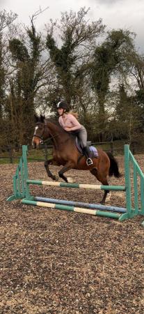 Image 4 of Kind 15.2hh Project Mare