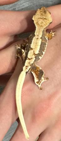Image 8 of Lily white crested geckos for sale