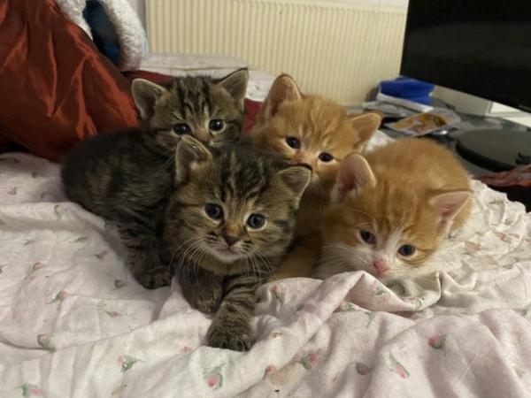 Image 1 of 5-week old beautiful tabby kittens.