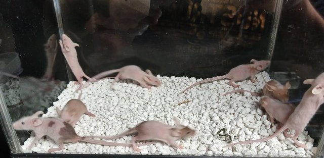 Image 7 of Naked Mice , Males and Females