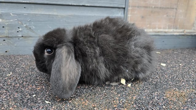 Image 9 of Mini lops looking for new homes