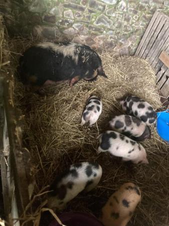 Image 3 of Unregistered Kunekune pigs for sale.