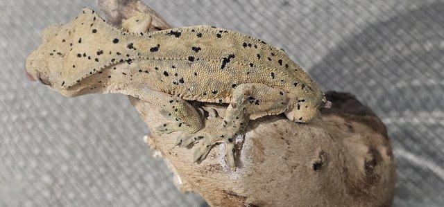 Image 2 of Male Super dalmation crested gecko