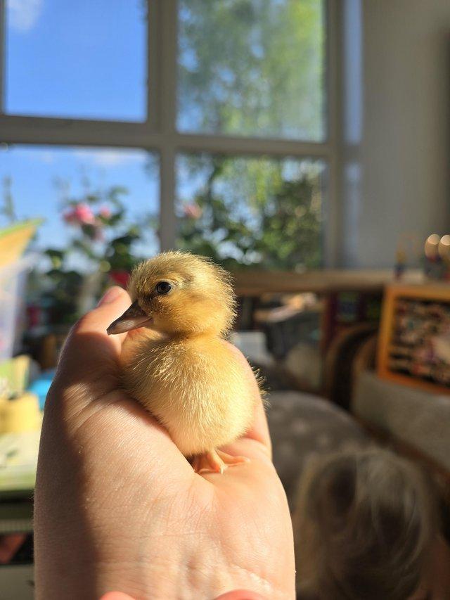 Preview of the first image of Apricot Call Ducklings. Day old. Not sexed. SELF HATCHED.