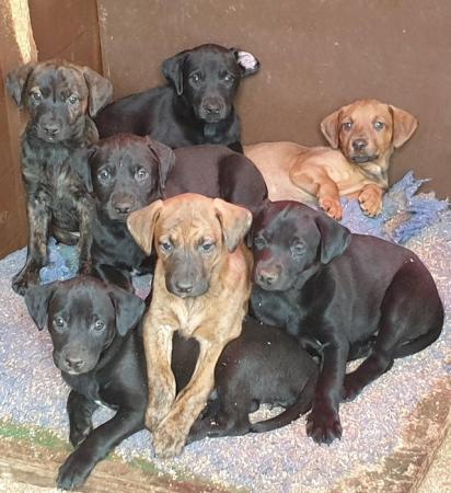 Image 4 of Labrador cross 9 week old pups 3 girls 1 boy