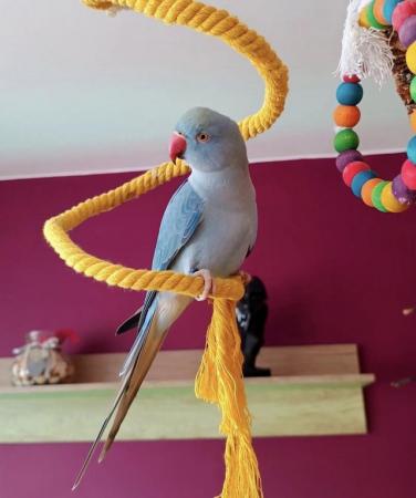 Image 4 of Baby tamed bluering neck talking parrot