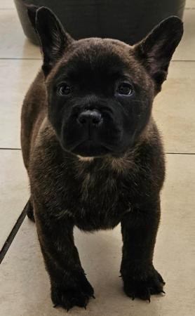 Image 2 of Chow chow x french bulldog