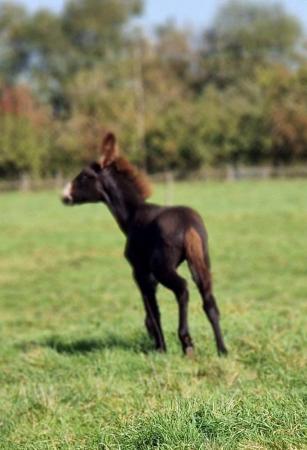 Image 5 of Rare American Mammoth Donkey - Gelded