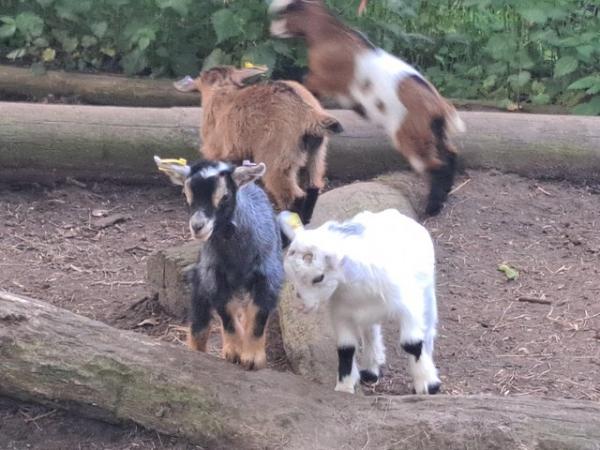 Image 16 of Disbudded pygmy goat kids