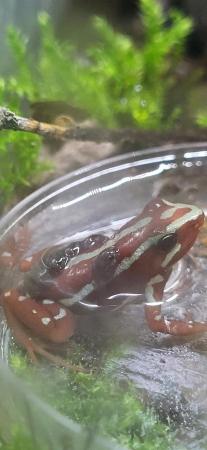 Image 4 of Dart frog Tadpoles,  various species