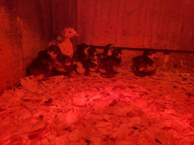 Preview of the first image of Unsexed Pekin Bantam Chicks.